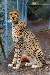 Wild cheetah in a cage at a sanctuary