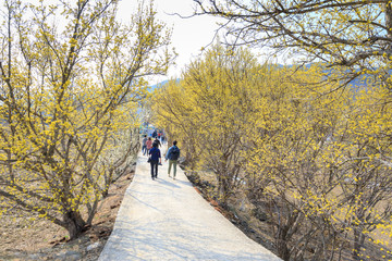 Obraz premium Scenery of Cornus officinalis flower festival in Gurye