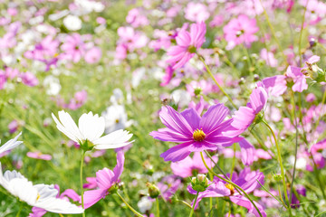 cosmos flower field in pink soft tone