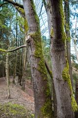 tree trunks in the forest covered in green mosses