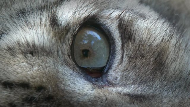 Snow leopard (Panthera uncia) eye detail