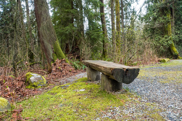 wooden bench in the forest on a cloudy day