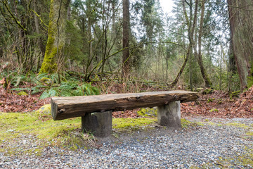 wooden bench in the forest