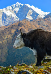 Black yak on mountain in Nepal