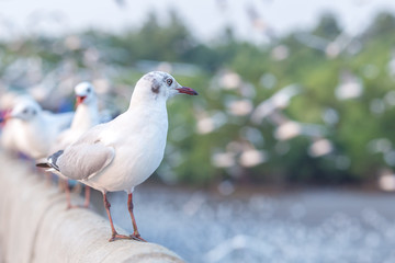 Seagull standing on a bridge, background, flocks of seagulls flying.