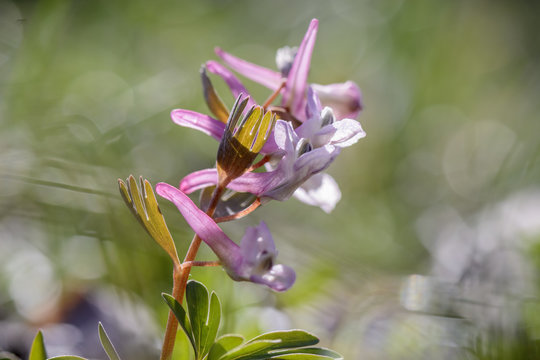 Close up of Corydalis bulbosa flower , against blurry background.