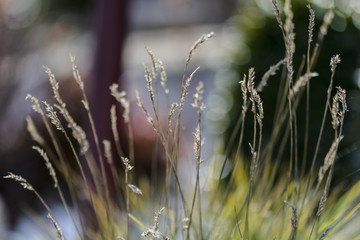 abstract dried yellow grasses against blurry background.