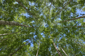 Inje birch forest