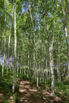 Inje birch forest