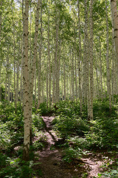 Inje birch forest