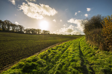 View of new crops in a farming landscape in spring in Combe Valley, East Sussex, England