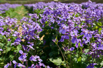 Obraz premium Lunaria Koreana L. var cheongyuchae