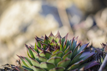 Naklejka na ściany i meble succulent plant Sempervivum against a blurry background.