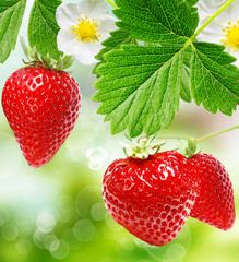 ripe sweet strawberries