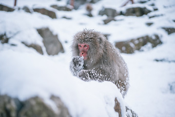Obraz premium Snow Monkeys of Japan