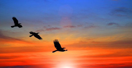 Silhouette birds and blurred sunset sky background on animals wildlife concept