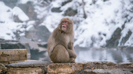Snow Monkeys of Japan