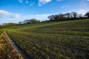 View of new crops in a farming landscape in spring in Combe Valley, East Sussex, England