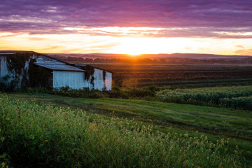 Dramatic summer sunset in ultra violet color over a humble farm in the black dirt region of Pine Island, New York