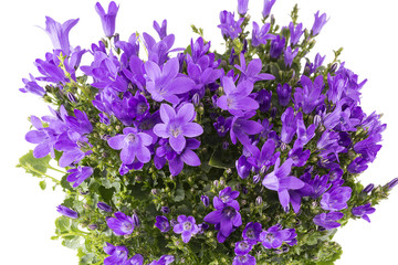 Violet flowers of blooming bellflower (Campanula)  in flowerpot isolated on white background , close up.