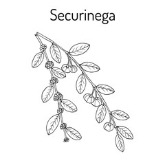 Securinega Flueggea suffruticosa , medicinal plant