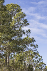 Florida trees