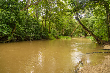 landscape abundance of Forest river in the forest