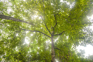 Fototapeta premium Look up under the trees with sunlight in tropical rain forest - Low angle view