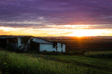 Obraz premium Dramatic summer sunset in ultra violet color over a humble farm in the black dirt region of Pine Island, New York
