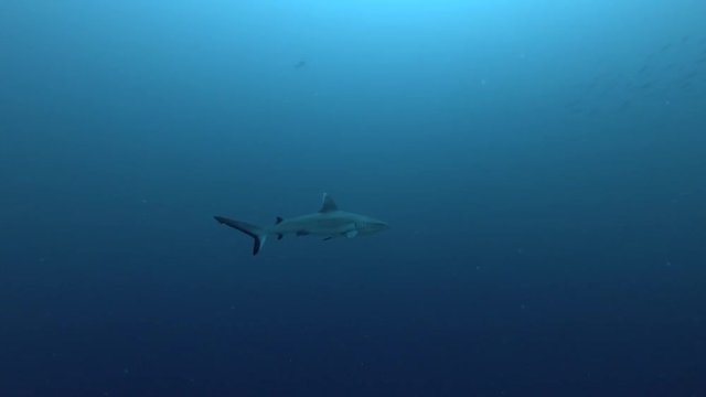 one Grey reef shark swim in a blue water
