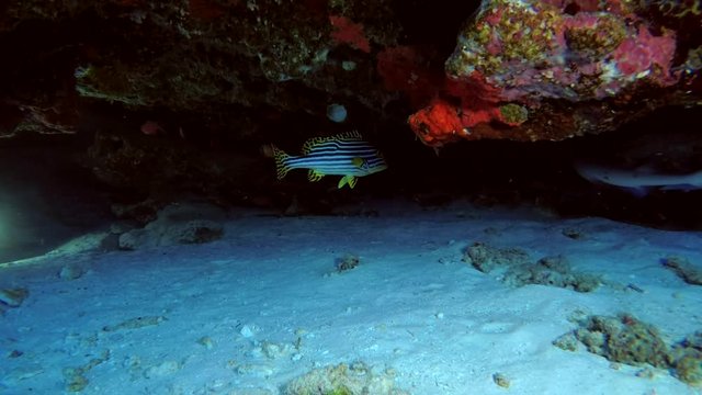 Two young Whitetip reef sharks swimming under coral cornices 
