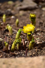 咲き始めた庭の福寿草