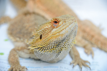 close up portrait of a pogona vitticeps (bearded agama)