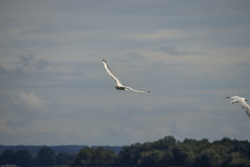 gull sailing the sky with wings stretched over a treeline
