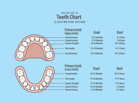 Tooth Chart Primary teeth with erupt & shed illustration vector on blue background. Dental concept.