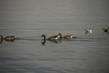 geese swimming in a lake