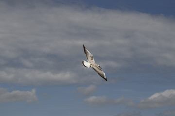 gull sailing the sky with wings stretched
