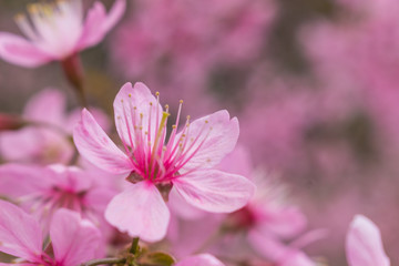 Queen tiger Sakura , Cherry blossom