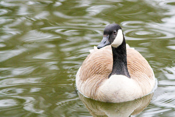 The Curious Goose in a City Park in Portland.
