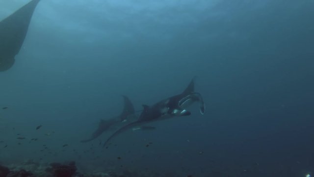Group of Reef Manta Rays swim under water surface 
