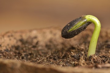 Sunflower seedling bursting from its seed casing. New life