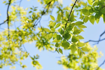 Green plant background and texture 
