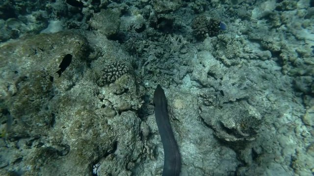 Giant moray swim over top reef (High-angle shot)

