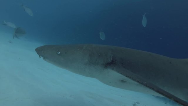 Tawny nurse shark swims in school of Brassy Chub over sandy bottom
