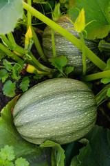 Two zucchini with stripes on the ground on a summer day.