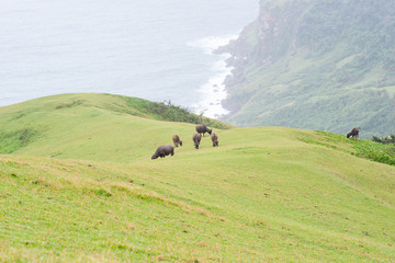 Rolling Hills of Batanes, Philippines