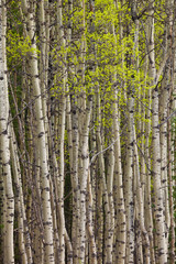 New leaves on a grove of aspen trees in springtime
