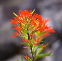 Red Indian Paintbrush wildflower isolated in nature