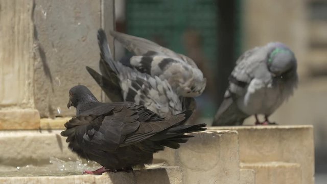 Pigeons wahing