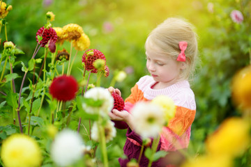 Cute little girl playing in blossoming dahlia field. Child picking fresh flowers in dahlia meadow on sunny summer day
